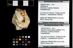 Foto (Objekt + Etiketten) von Galatheites sp. (NHMW-GEO-1990-0041-0503a)